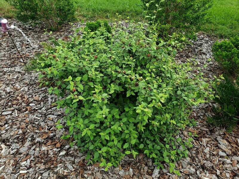 Butterfly Sage (Bloodberry)