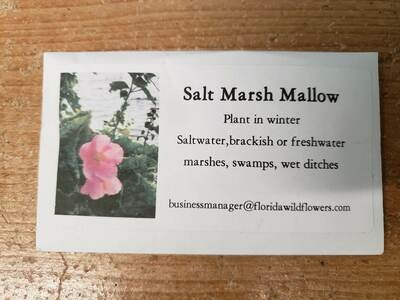 Saltmarsh Rosemallow- Florida Native Wildflower Seeds