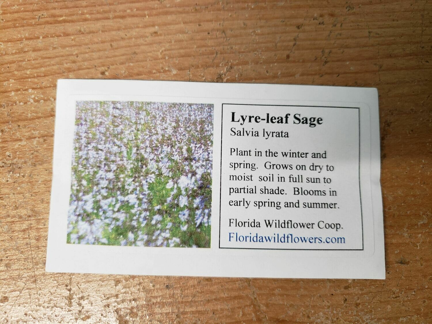Lyreleaf Sage- Florida Native Wildflower Seeds