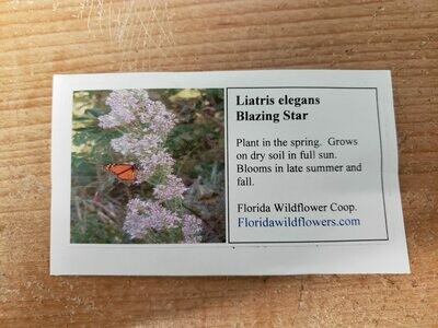 Elegant Blazing Star- Florida Native Wildflower Seeds