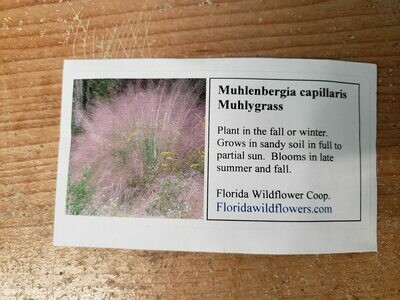 Muhly Grass- Florida Native Wildflower Seeds
