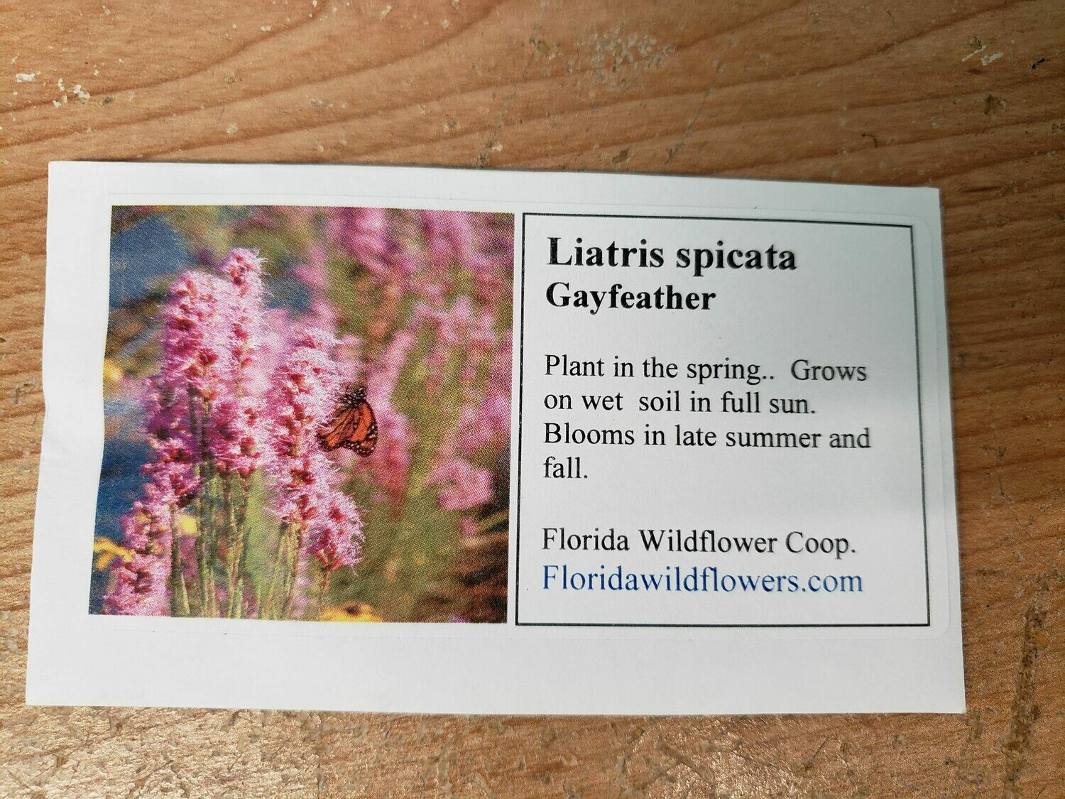 Blazing Star (Liatris spicata)- Florida Native Wildflower Seeds