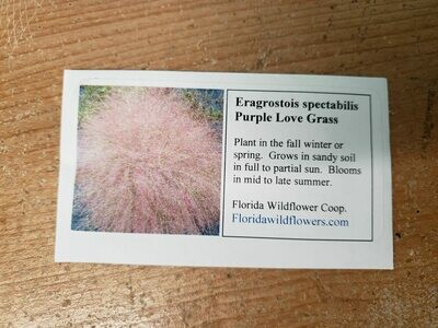 Purple Lovegrass- Florida Native Wildflower Seeds