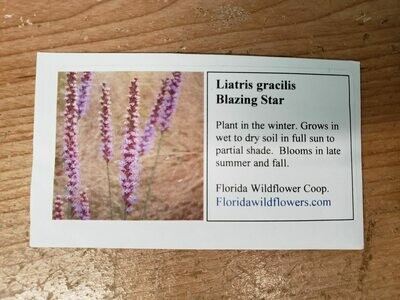 Graceful Blazing Star- Florida Native Wildflower Seeds