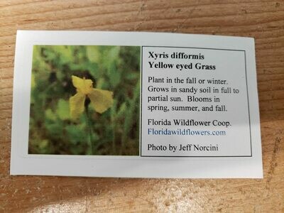 Yellow Eyed Grass- Florida Native Wildflower Seeds