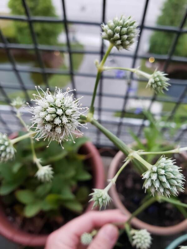 Button Rattlesnake Master