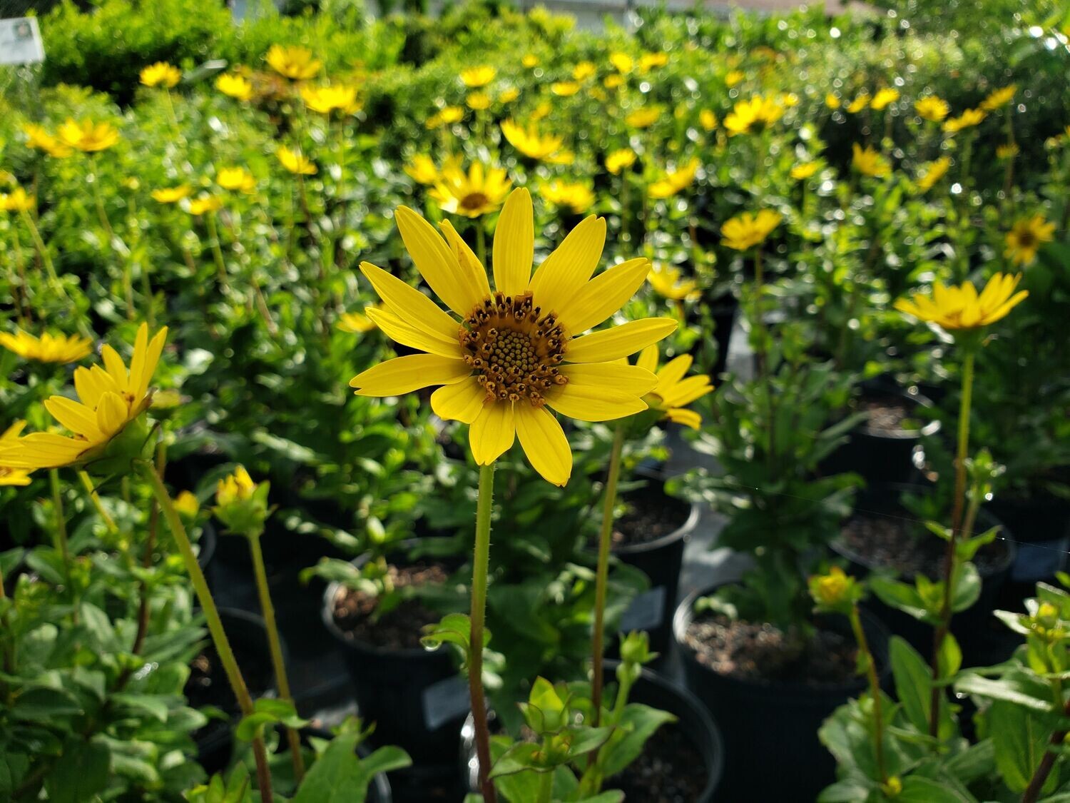 Native Star (Starry Rosinflower Cultivar)