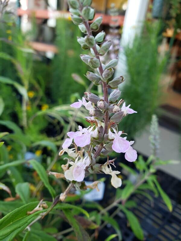 Wood Sage