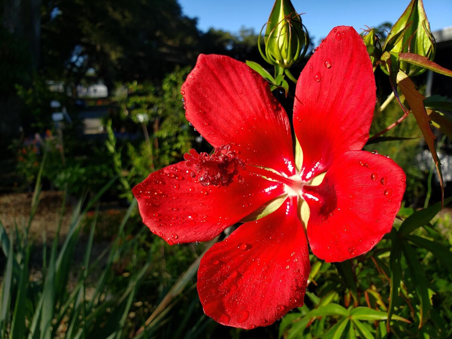 Scarlet Rosemallow Hibiscus