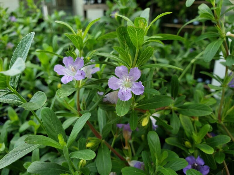 Oblongleaf Twinflower