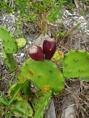 Prickly Pear Cactus