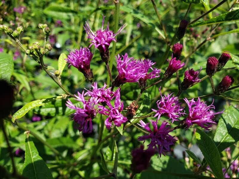 Giant Ironweed