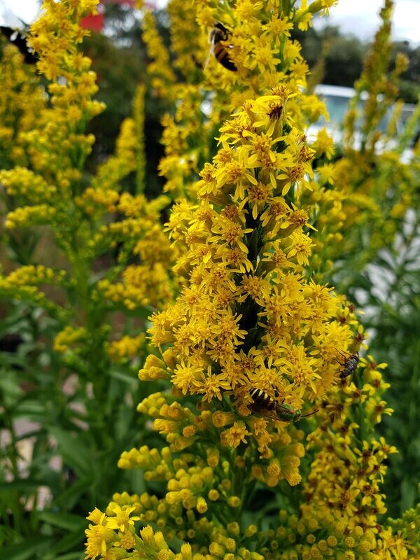 Seaside Goldenrod