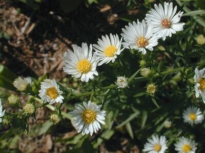 White Oldfield Aster