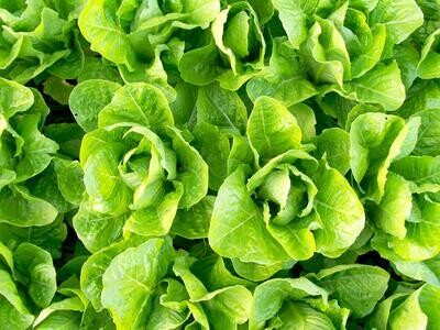 Jericho Romaine Lettuce-Southern Exposure Seeds