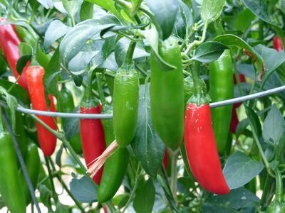 Serrano Tampiqueno Hot Pepper-Southern Exposure Seeds