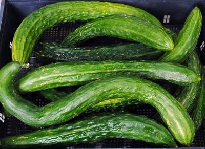 Suyo Long Cucumber-Southern Exposure Seeds