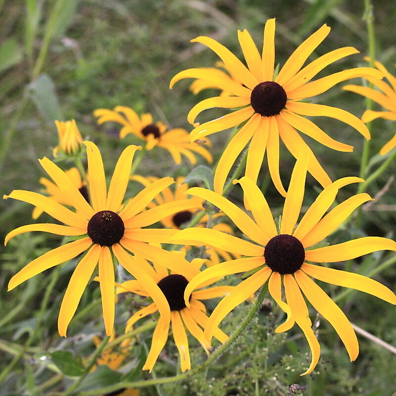 Orange Coneflower