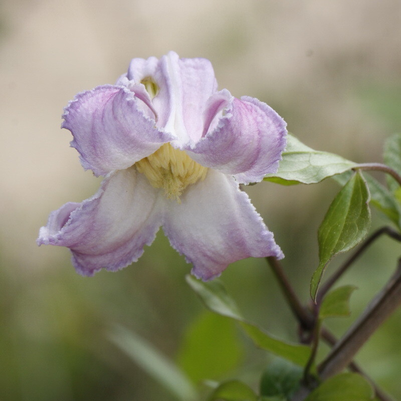 Swamp Leatherflower