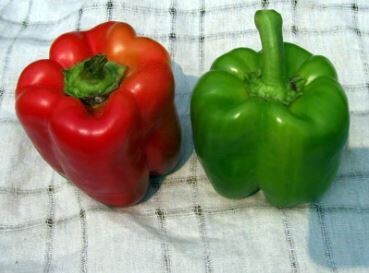 Keystone Resistant Giant Red Bell Pepper-Southern Exposure Seeds