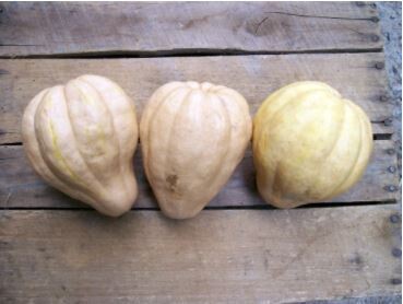 Thelma Sanders' Sweet Potato Winter Squash-Southern Exposure Seeds