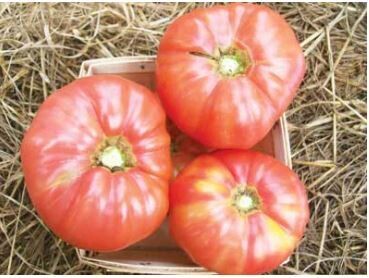 Granny Cantrell's Tomato-Southern Exposure Seeds