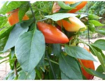 Feherozon Sweet Bell Pepper-Southern Exposure Seeds
