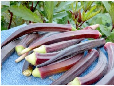Burgundy Okra-Southern Exposure Seeds
