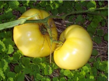 White Wonder Tomato-Southern Exposure Seeds