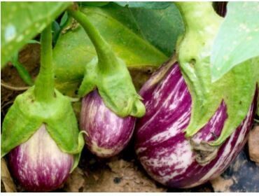 Listada de Gandia Eggplant- Southern Exposure Seeds