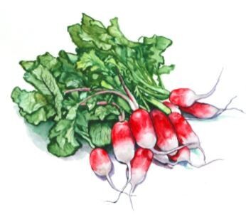French Breakfast Radish-Southern Exposure Seeds