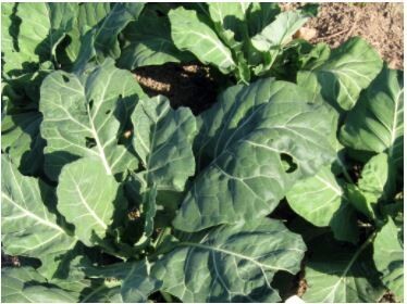 Champion Collards-Southern Exposure Seeds