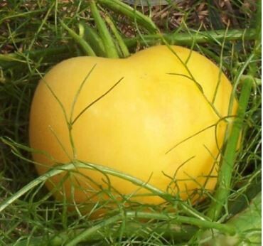 Garden Peach Tomato-Southern Exposure Seeds