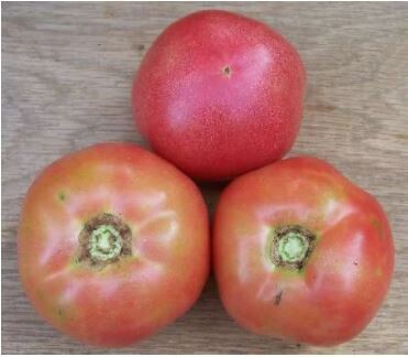 Ozark Pink Tomato-Southern Exposure Seeds