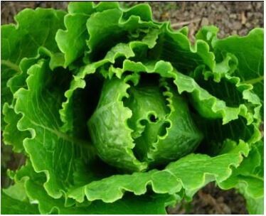 Cosmo Lettuce-Southern Exposure Seeds
