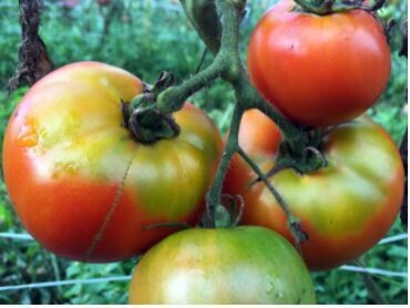 Marglobe VF Tomato-Southern Exposure Seeds