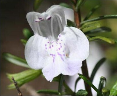 Apalachicola False Rosemary