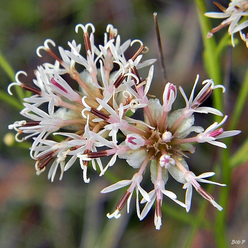 CoastalPlain Palafox