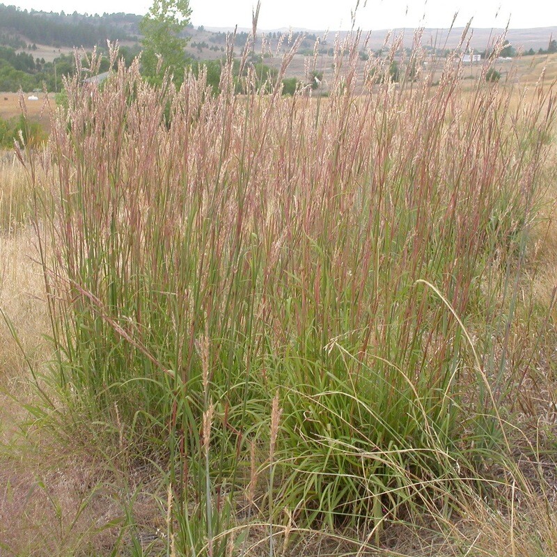 Big Bluestem