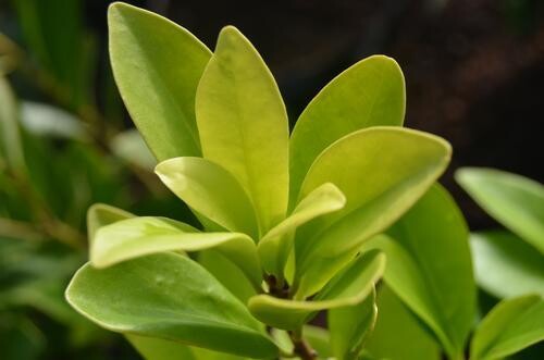 Forest Green Anise