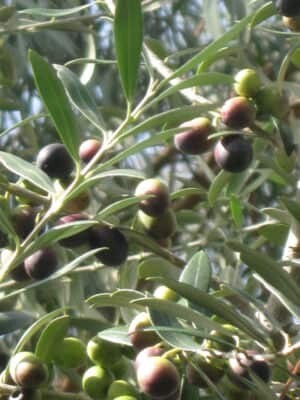 Arbequina Olive