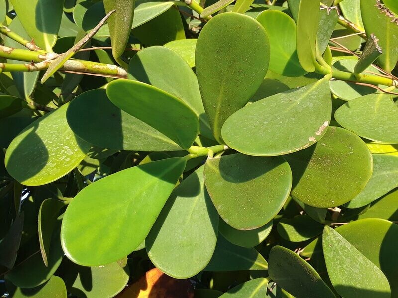 Autograph Plant (Clusia)