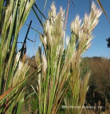 Bushy Bluestem