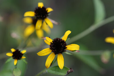 Brown Eyed Susan (Brown-eyed)