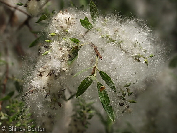 Carolina Willow
