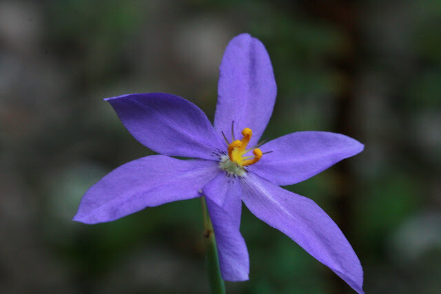 Celestial Lily