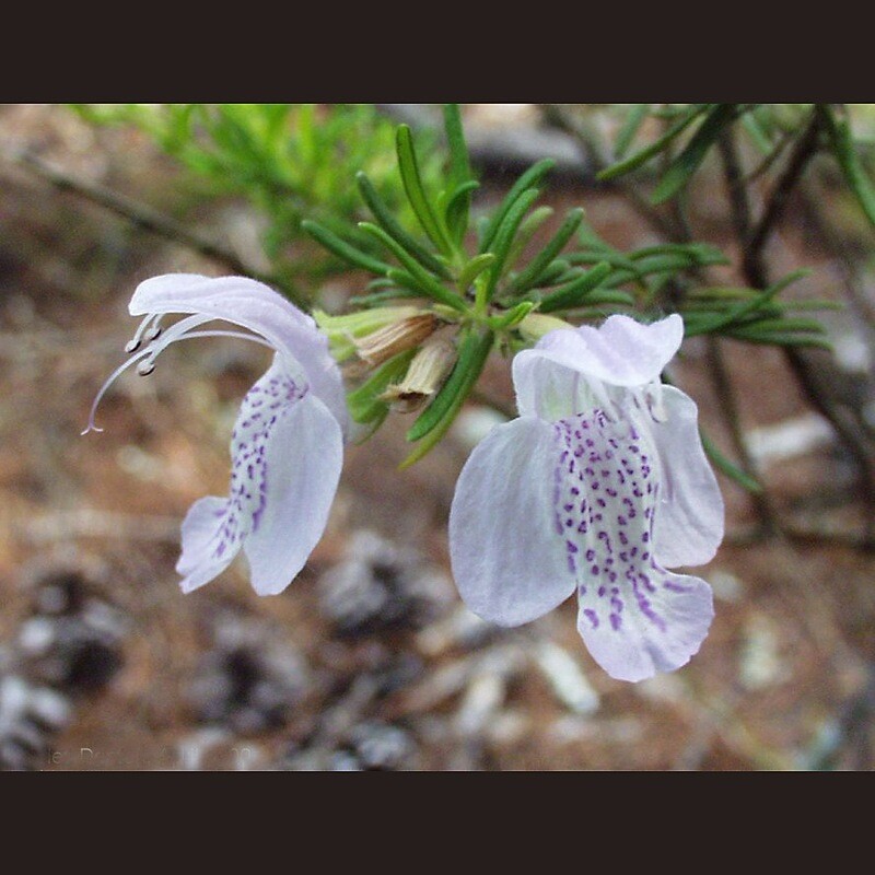 Large-Flowered False Rosemary