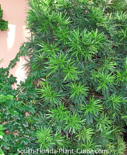 Podocarpus
