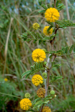Pineland Acacia