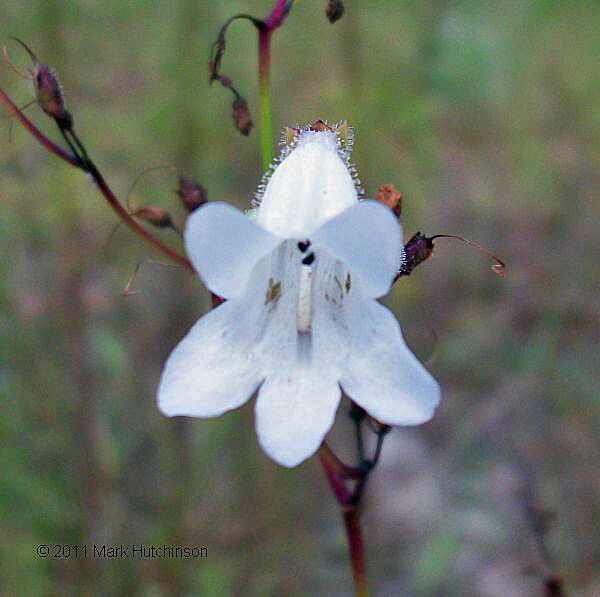 Manyflower White Beardtongue